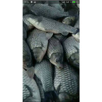 湖南水产养殖，鱼苗批发