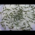 湖南鱼苗养殖/鲢鱼苗 