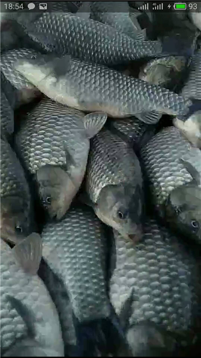 湖南水产养殖，鱼苗批发