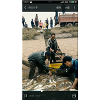 湖南鱼苗，湖南鱼苗养殖