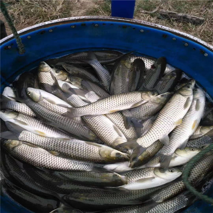 湖南鱼苗培育需要注意哪些事项