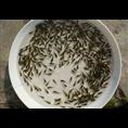 湖南鱼苗养殖/鳙鱼苗 