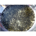 湖南鱼苗批发|湖南销售鱼苗