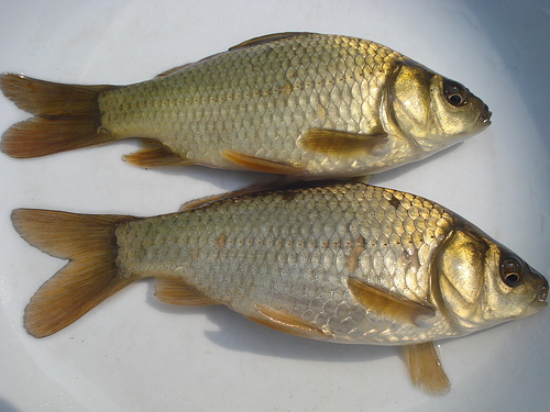 湘云鲫 