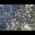 湘云鲫 