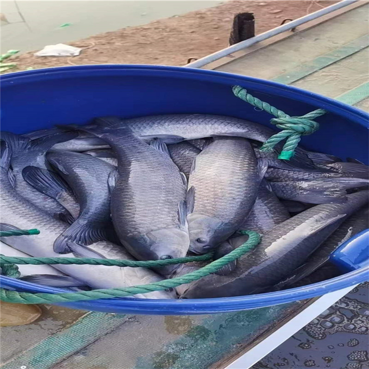 夏季养殖湖南泥鳅苗需要注意什么