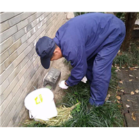 海口消杀公司为什么蟑螂总是灭