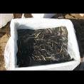 浙江泥鳅苗价格/浙江泥鳅苗公司1
