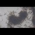 优质浙江泥鳅苗/专业泥鳅苗养殖1