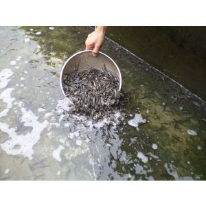 浙江泥鳅苗/浙江泥鳅养殖1