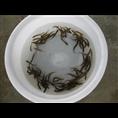 供应浙江泥鳅苗/浙江泥鳅苗价格