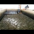 浙江泥鳅批发/浙江泥鳅供应商