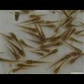 浙江泥鳅苗销售/浙江泥鳅苗出售2