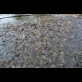 供应浙江泥鳅苗/浙江泥鳅苗价格1