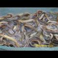 浙江泥鳅苗销售/浙江泥鳅苗出售1