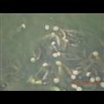 浙江泥鳅种苗基地/浙江泥鳅供应厂家2