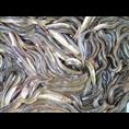 浙江泥鳅养殖基地/浙江泥鳅养殖技术2