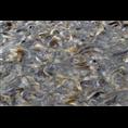 浙江泥鳅种苗/浙江泥鳅苗哪里**2