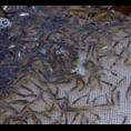 优质浙江泥鳅苗/专业泥鳅苗养殖