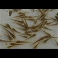 浙江泥鳅苗出售/供应浙江泥鳅苗1