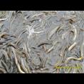 浙江泥鳅种苗/浙江泥鳅苗哪里**1