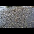 浙江泥鳅苗批发/浙江泥鳅苗供应商1