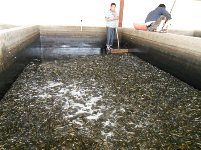 浙江泥鳅批发/浙江泥鳅供应商