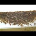 浙江泥鳅苗/浙江泥鳅养殖4