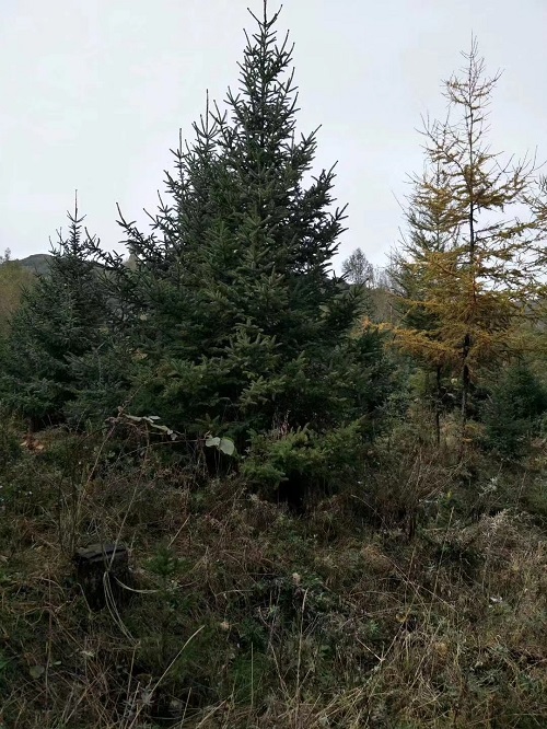 兰州油松树苗之柳树基地