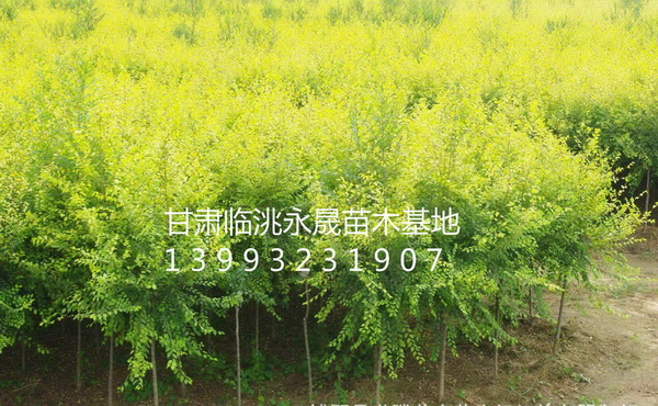 甘肃榆树|定西榆树