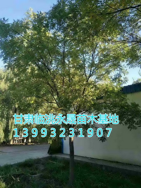 甘肃国槐|定西国槐