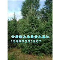 甘肃云杉|定西云杉