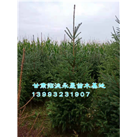 甘肃云杉基地|定西油松基地 