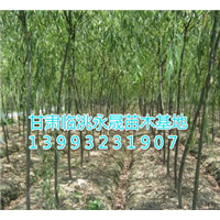 柳树