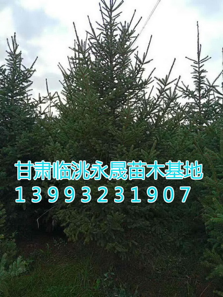 甘肃云杉|定西云杉