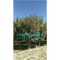 甘肃榆树|定西榆树