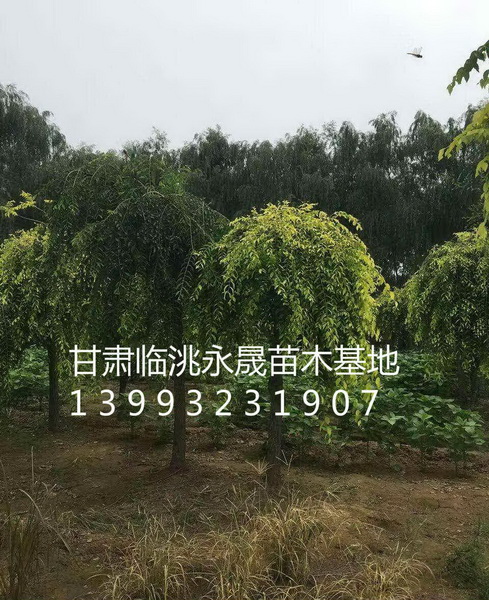 甘肃榆树|定西榆树