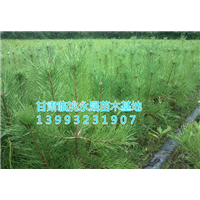 定西樟子松|甘肃樟子松