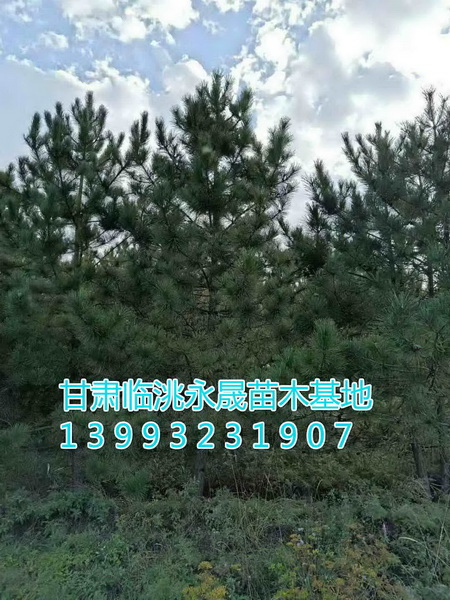 甘肃油松|定西油松