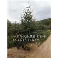 甘肃云杉|定西云杉