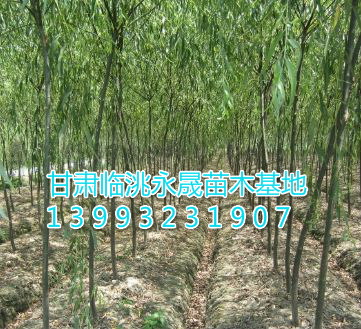 柳树