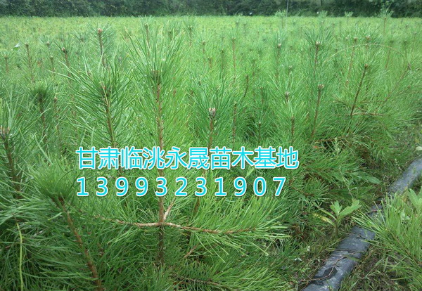 定西樟子松|甘肃樟子松