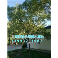 甘肃国槐|定西国槐