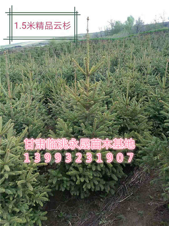甘肃云杉-定西云杉 