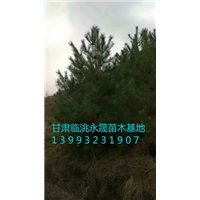 甘肃油松|定西油松