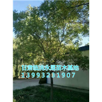 甘肃国槐|定西国槐