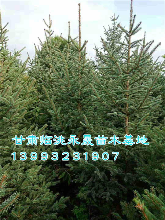 甘肃云杉基地|定西油松基地 