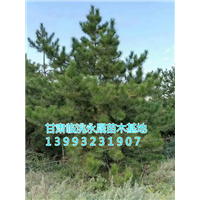 甘肃油松|定西油松