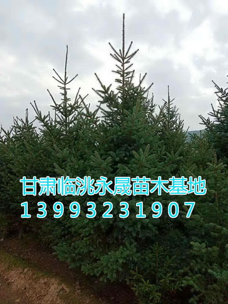 甘肃云杉|定西云杉