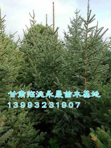 甘肃云杉|定西云杉